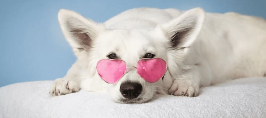 How to Handle a Dog’s Heat Cycle: A Comprehensive Guide for Pet Owners